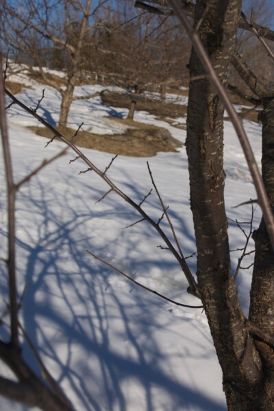 WILD PLUM Tree