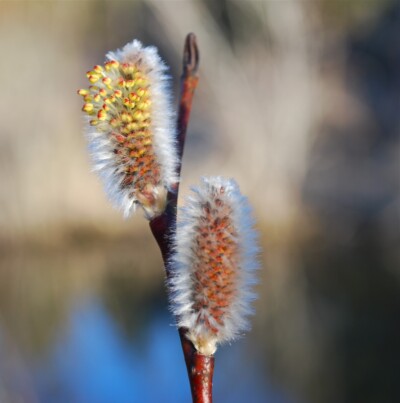 Pussy WILLOW catkins