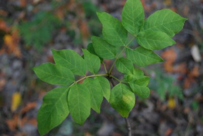 White ASH leaves