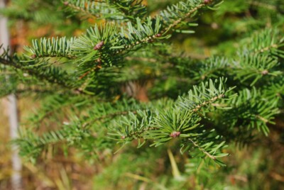 BALSAM FIR needles
