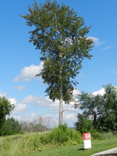 BALSAM POPLAR Tree