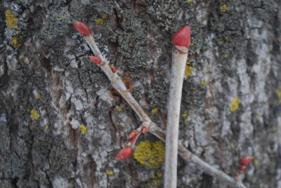 BASSWOOD buds & bark