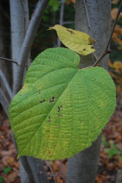BASSWOOD leaves