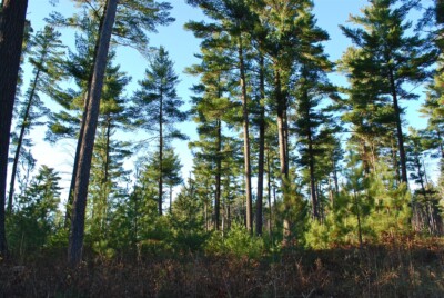White PINE Trees