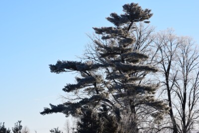 White PINE Tree